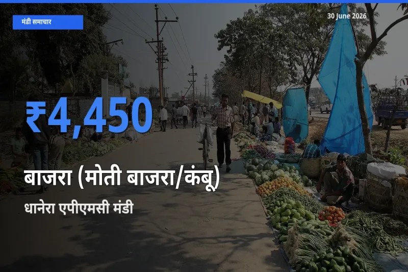 किसानों की पसंद बना धानेरा एपीएमसी, बाजरा (मोती बाजरा/कंबू) के सबसे अच्छे दाम