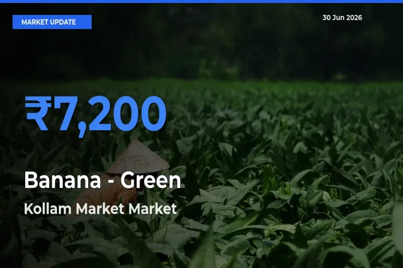 Top Performer! Kollam Market Offers Best Banana - Green Price Today