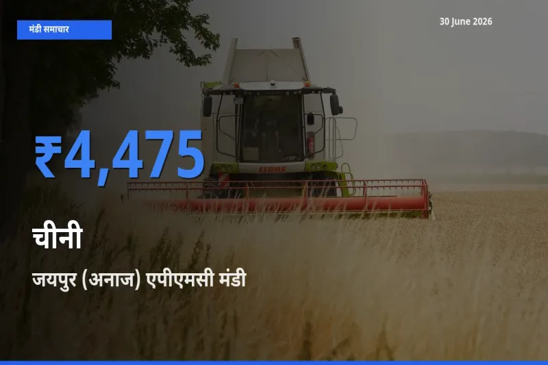 जयपुर (अनाज) एपीएमसी मंडी में चीनी ₹4,475 पर पहुँचा – आज का सर्वोच्च भाव