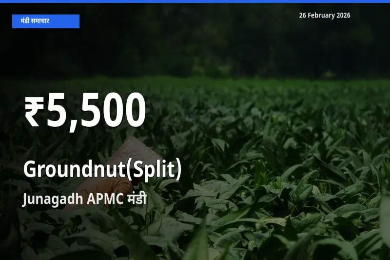 किसानों के लिए चिंता का विषय? Groundnut(Split) के दाम Junagadh APMC में 30 दिन के न्यूनतम स्तर पर