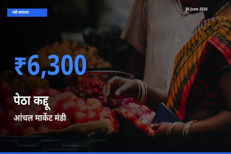 बाज़ार संकेत: आंचल मार्केट बना पेठा कद्दू के लिए आज की टॉप मंडी