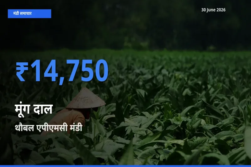 आज मूंग दाल के सबसे ऊँचे दाम ₹14,750 थौबल एपीएमसी मंडी में
