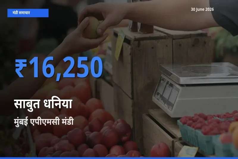 किसानों की पसंद बना मुंबई एपीएमसी, साबुत धनिया के सबसे अच्छे दाम