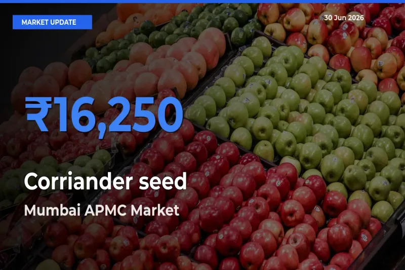 Mumbai APMC Leads as Top Mandi for Corriander seed Prices
