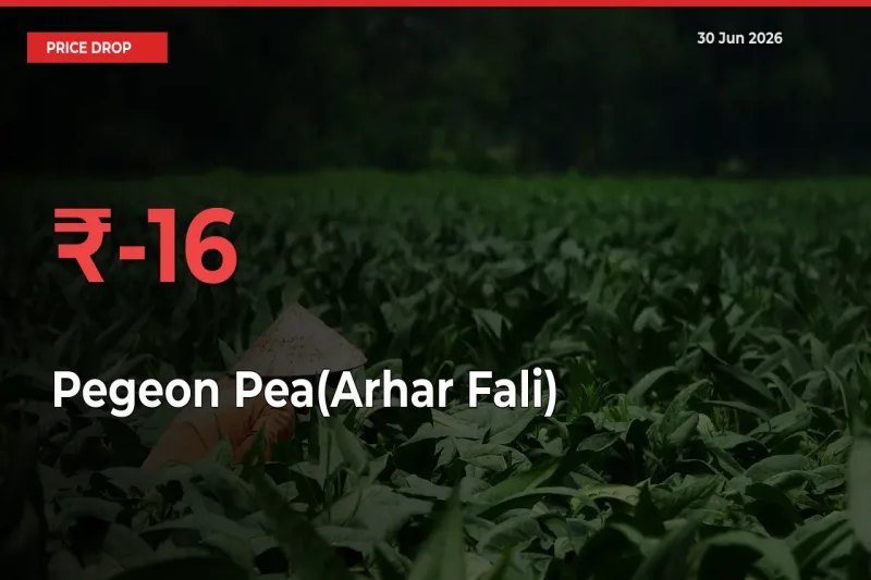 Why Pegeon Pea(Arhar Fali) Prices Fell 15.66% in a Day at Mandis