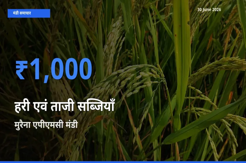 मुरैना एपीएमसी मंडी में आज हरी एवं ताजी सब्जियाँ के सबसे ऊँचे दाम दर्ज