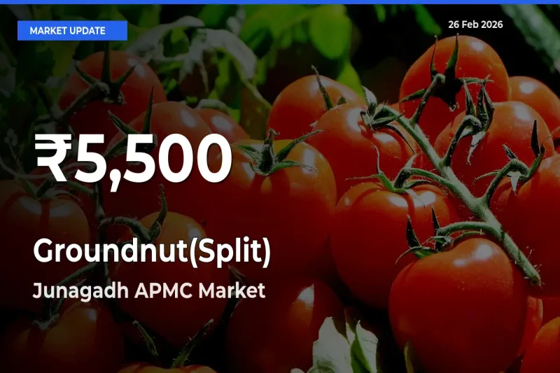 Big Drop! Groundnut(Split) Slides to 30-Day Low at Junagadh APMC