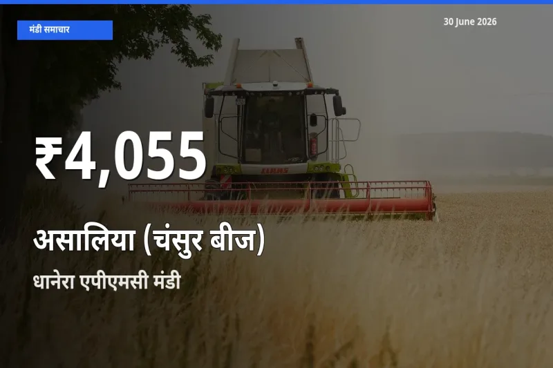 धानेरा एपीएमसी में असालिया (चंसुर बीज) के दाम 30 दिन के न्यूनतम स्तर पर, आज का मंडी भाव देखें
