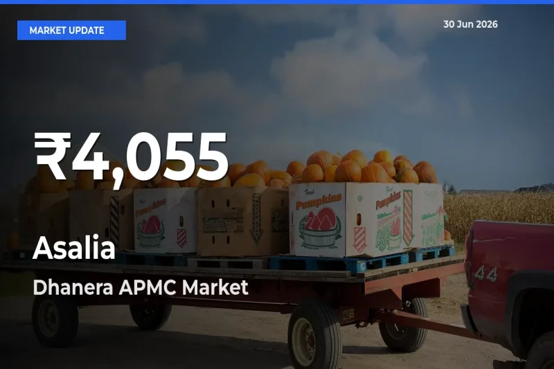 Farmers Concerned as Asalia Hits 30-Day Low in Dhanera APMC