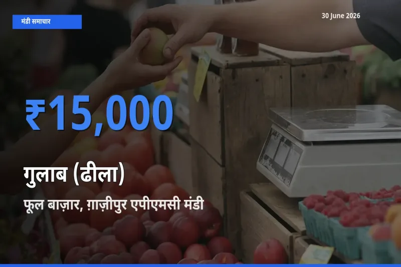 आज का मंडी भाव: गुलाब (ढीला) के सबसे ज़्यादा दाम फूल बाज़ार, ग़ाज़ीपुर एपीएमसी में