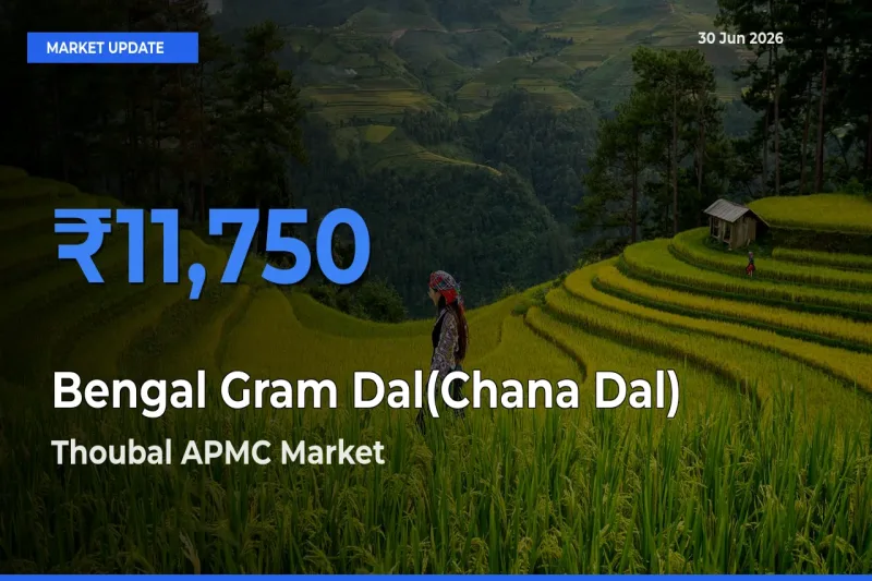 Thoubal APMC Records Highest ₹11,750 Rate for Bengal Gram Dal(Chana Dal)