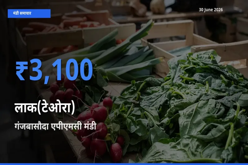 बाज़ार संकेत: गंजबासौदा एपीएमसी बना लाक(टेओरा) के लिए आज की टॉप मंडी