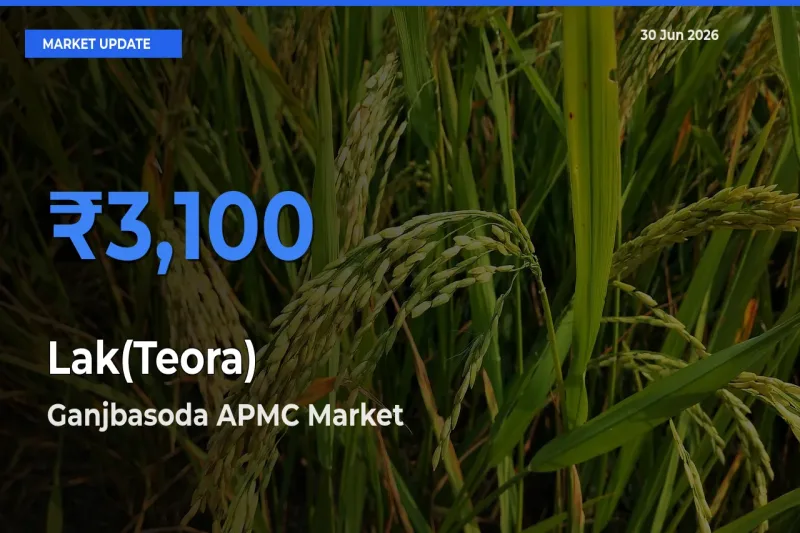 Ganjbasoda APMC Tops Lak(Teora) Rates – June 30 Market Update