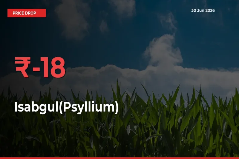 Isabgul(Psyllium) Mandi Rate Today: Prices Fall 17.9% at Market