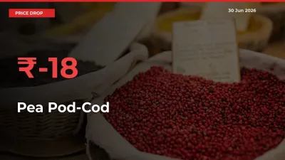 Why Pea Pod-Cod Prices Fell 17.57% in a Day at Mandis