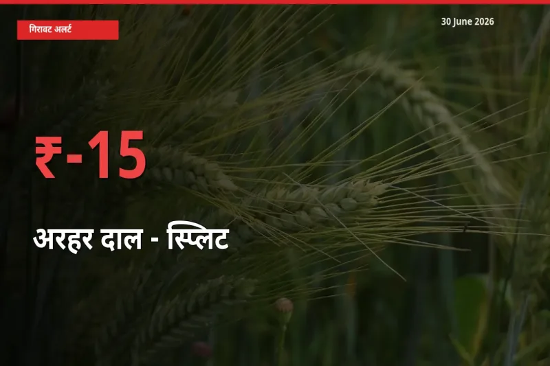 किसानों की चिंता बढ़ी! स्थानीय मंडी में अरहर दाल - स्प्लिट 15.21% गिरा