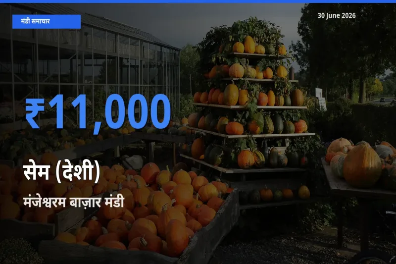 बाज़ार संकेत: मंजेश्वरम बाज़ार बना सेम (देशी) के लिए आज की टॉप मंडी