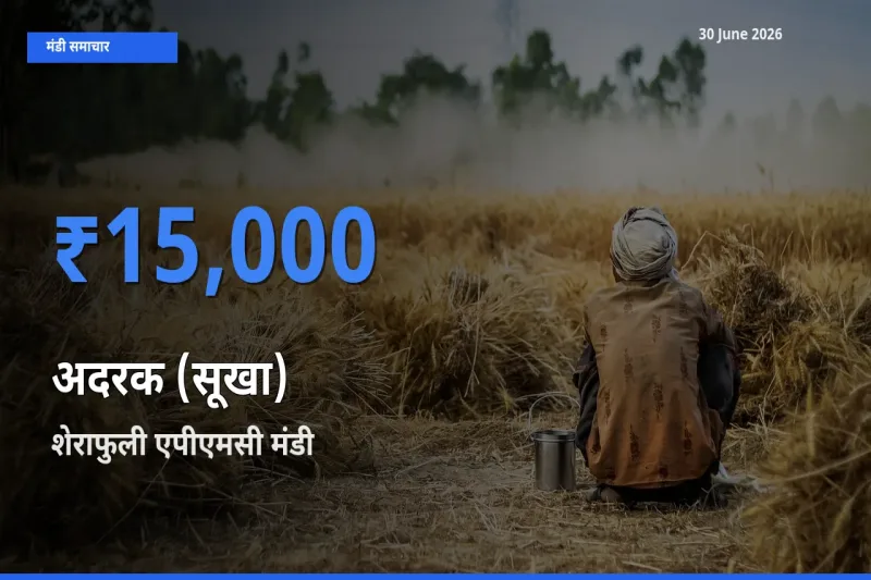 आज अदरक (सूखा) के सबसे ऊँचे दाम ₹15,000 शेराफुली एपीएमसी मंडी में