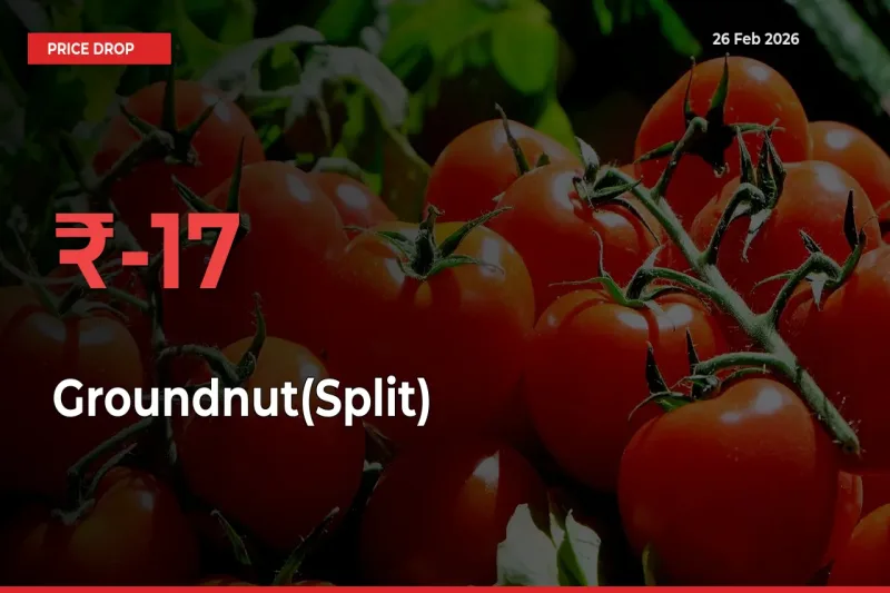 17.3% Drop in Groundnut(Split) Prices – Mandi Sees Sudden Fall