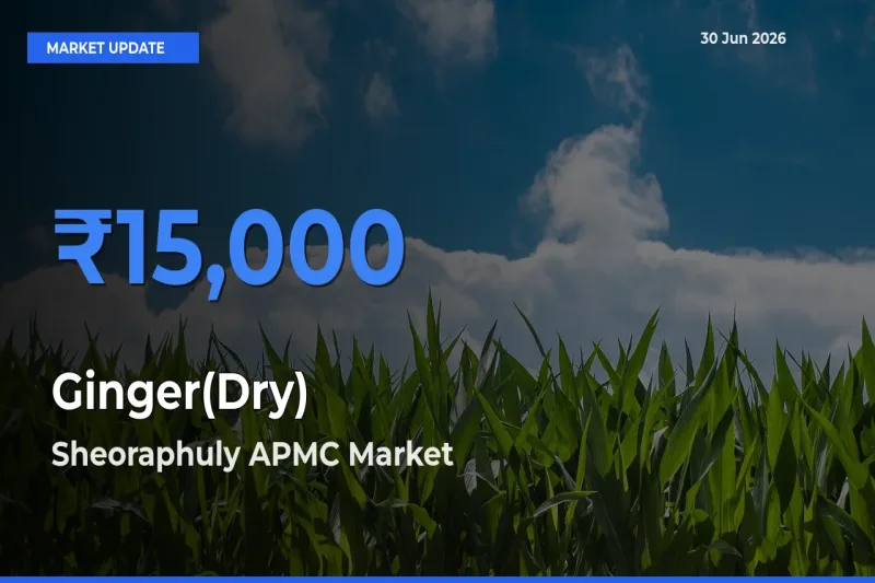 Sheoraphuly APMC Offers ₹15,000 – Highest Ginger(Dry) Rate Today