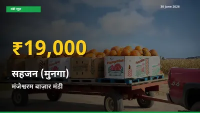 30 June अपडेट: मंजेश्वरम बाज़ार में सहजन (मुनगा) के दाम रिकॉर्ड स्तर पर