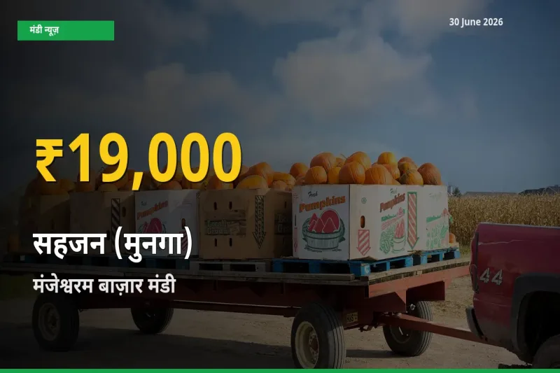 30 June अपडेट: मंजेश्वरम बाज़ार में सहजन (मुनगा) के दाम रिकॉर्ड स्तर पर