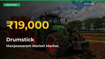 Manjeswaram Market Leads as Drumstick Hits Highest Rate – June 30 Update