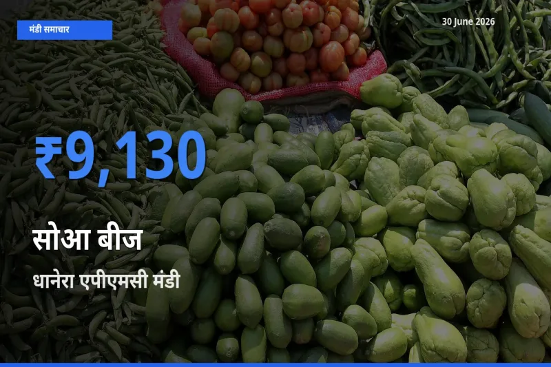 धानेरा एपीएमसी मंडी में आज सोआ बीज के सबसे ऊँचे दाम दर्ज