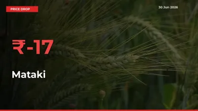 Farmers Alert as Mataki Prices Slide 16.89% in Local Mandis
