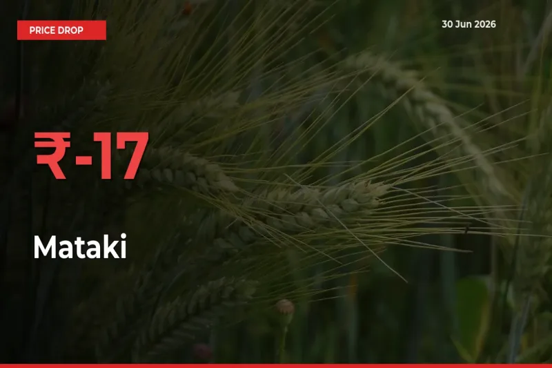 Farmers Alert as Mataki Prices Slide 16.89% in Local Mandis