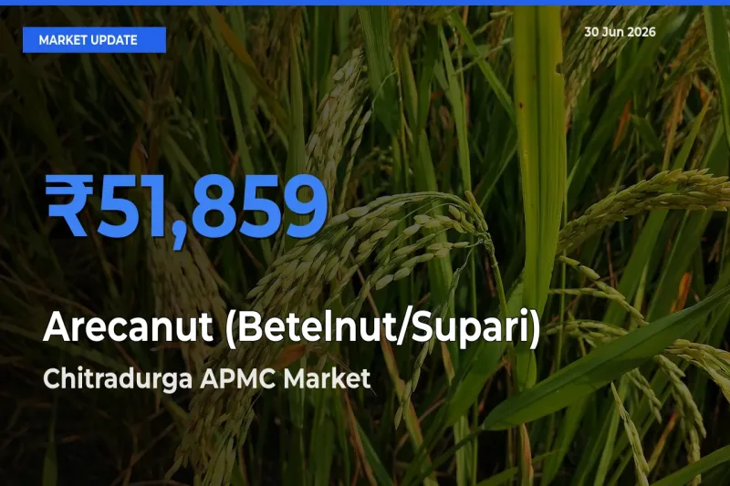 Arecanut (Betelnut/Supari) Mandi Rate Today: Chitradurga APMC Tops the List