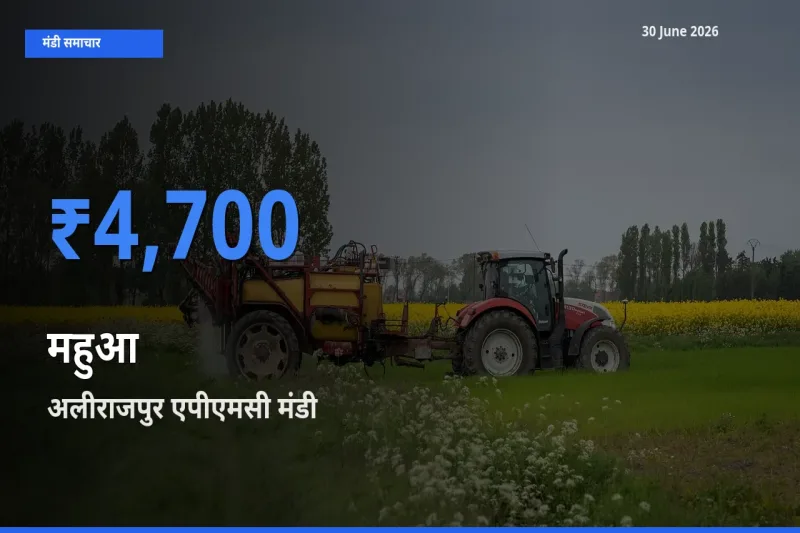 अलीराजपुर एपीएमसी मंडी में महुआ ₹4,700 पर पहुँचा – आज का सर्वोच्च भाव