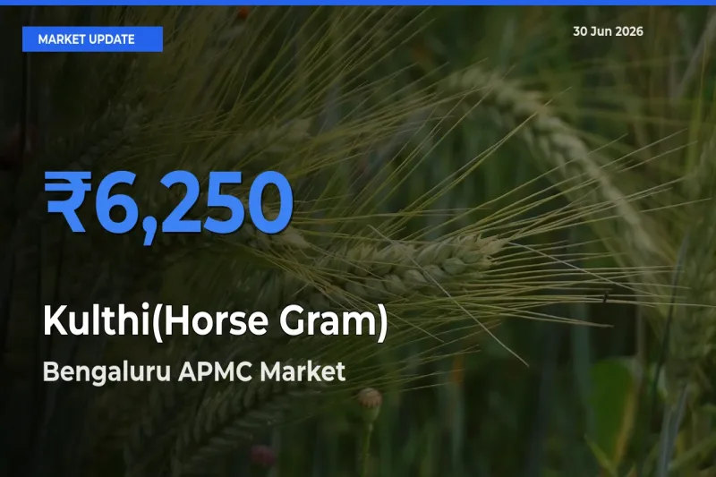 Bengaluru APMC Emerges as Top Mandi for Kulthi(Horse Gram) Prices Today