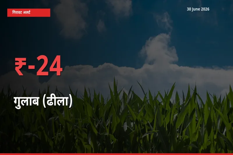 अचानक झटका! मंडी में गुलाब (ढीला) के दाम 24.06% टूटे
