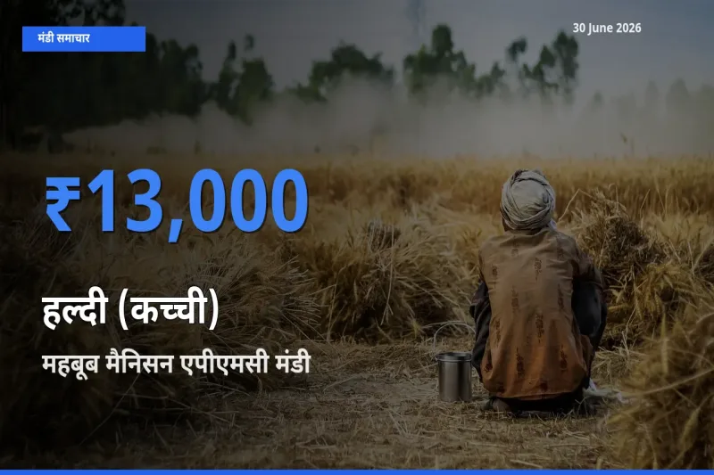 आज का मंडी भाव: हल्दी (कच्ची) के सबसे ज़्यादा दाम महबूब मैनिसन एपीएमसी में