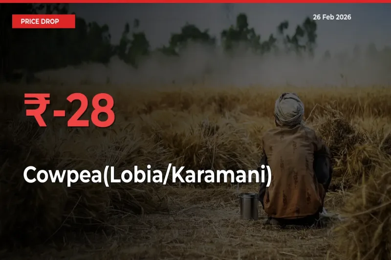 Why Cowpea(Lobia/Karamani) Prices Fell 27.88% in a Day at Mandis