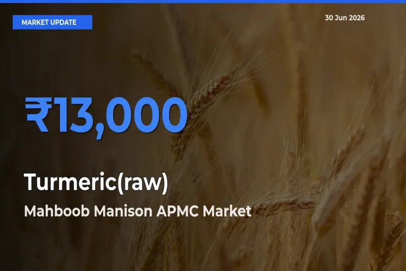 Market Watch: Mahboob Manison APMC Becomes Top Mandi for Turmeric(raw)