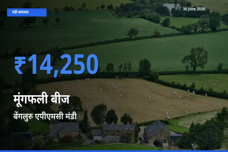 आज मूंगफली बीज के सबसे ज़्यादा दाम बेंगलुरु एपीएमसी मंडी में दर्ज