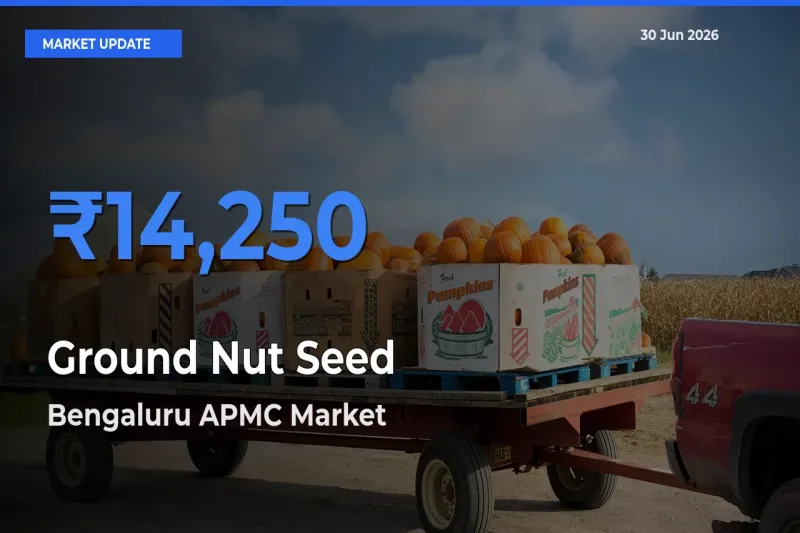 Market Watch: Bengaluru APMC Becomes Top Mandi for Ground Nut Seed