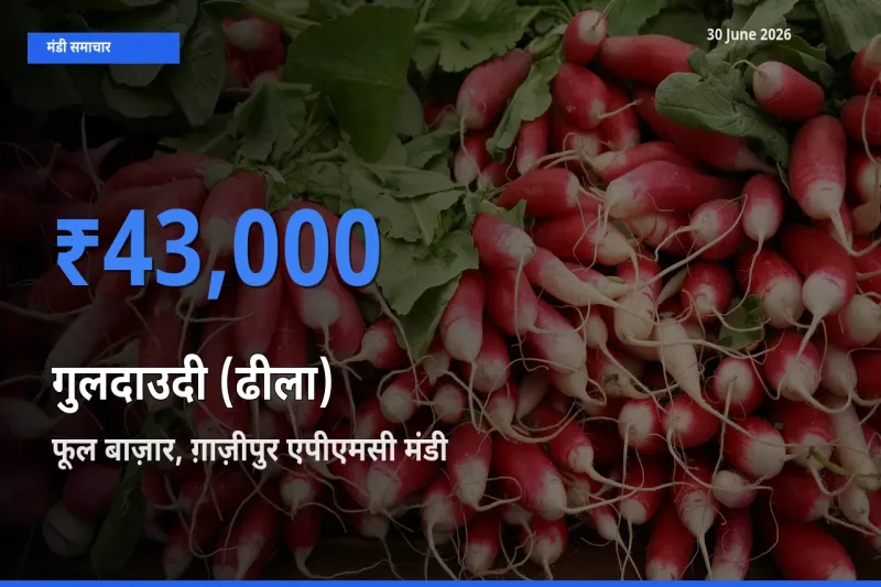 किसानों की पसंद बना फूल बाज़ार, ग़ाज़ीपुर एपीएमसी, गुलदाउदी (ढीला) के सबसे अच्छे दाम