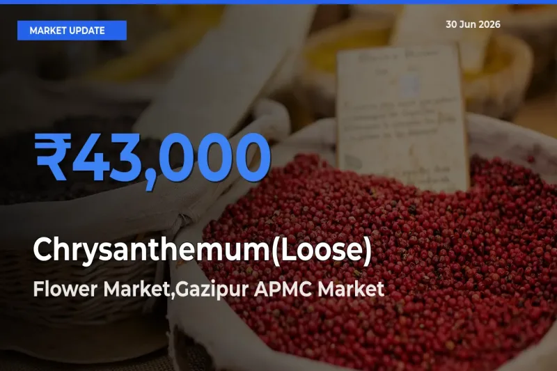 Flower Market,Gazipur APMC Leads as Top Mandi for Chrysanthemum(Loose) Prices