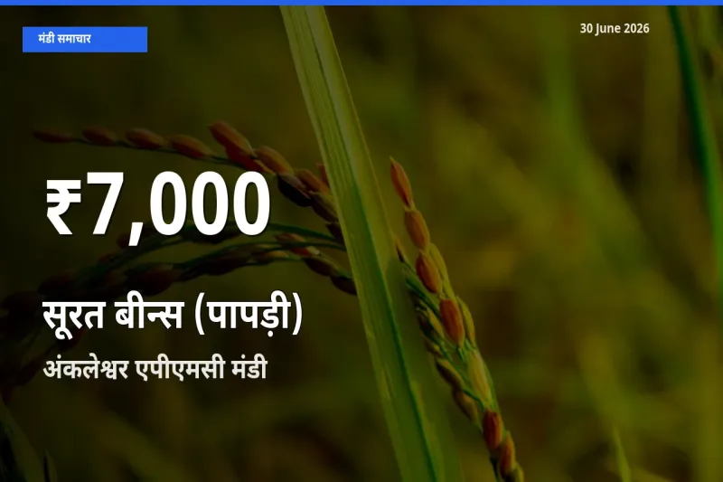 अंकलेश्वर एपीएमसी में सूरत बीन्स (पापड़ी) के दाम 30 दिन के न्यूनतम स्तर पर, आज का मंडी भाव देखें