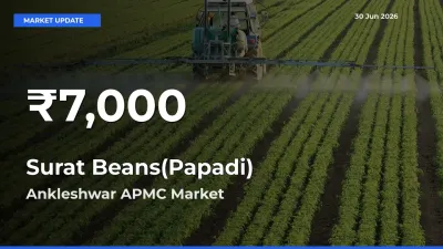 Surat Beans(Papadi) Falls to ₹7,000 in Ankleshwar APMC – 30-Day Lowest Rate