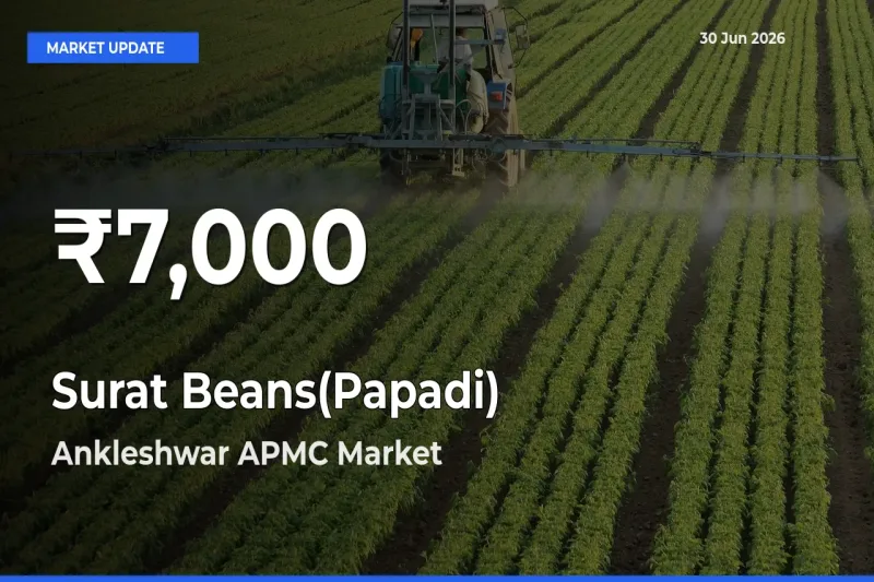 Surat Beans(Papadi) Falls to ₹7,000 in Ankleshwar APMC – 30-Day Lowest Rate