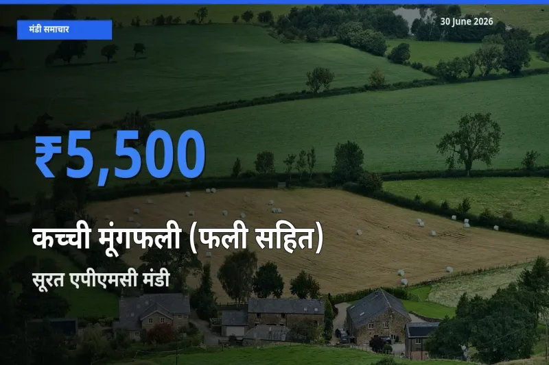 सूरत एपीएमसी में कच्ची मूंगफली (फली सहित) का आज सबसे ऊँचा भाव