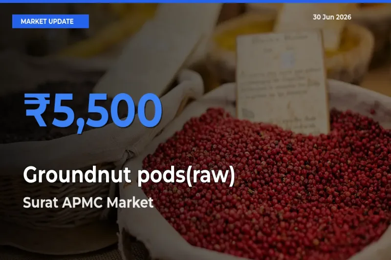 Surat APMC Records Highest ₹5,500 Rate for Groundnut pods(raw)