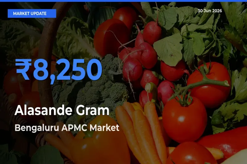 Bengaluru APMC Leads as Top Mandi for Alasande Gram Prices