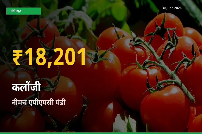 30 June अपडेट: नीमच एपीएमसी में कलौंजी के दाम रिकॉर्ड स्तर पर