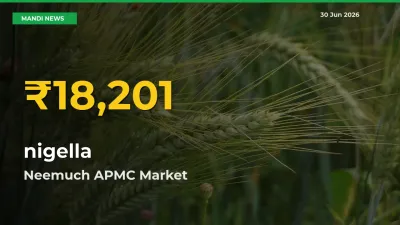Big Jump in nigella Prices! Neemuch APMC Records New Peak Today