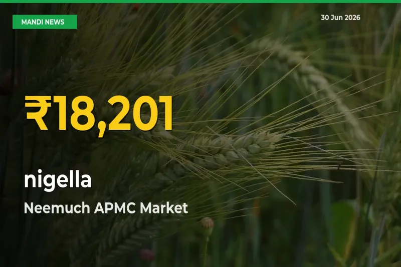 Big Jump in nigella Prices! Neemuch APMC Records New Peak Today